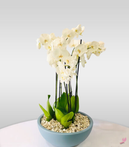 Potted Houseplants - Double Stem - White Orchid Bloom - Arabianblossom