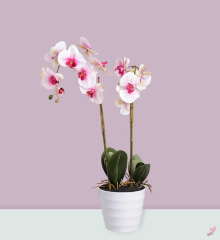 Potted Houseplants - Double Stem - White With Pink Shaded Orchid Plant - Arabianblossom