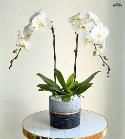 White Orchids Plants in a Pot