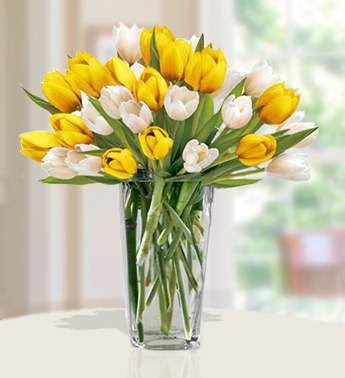 Tulips Sunshine