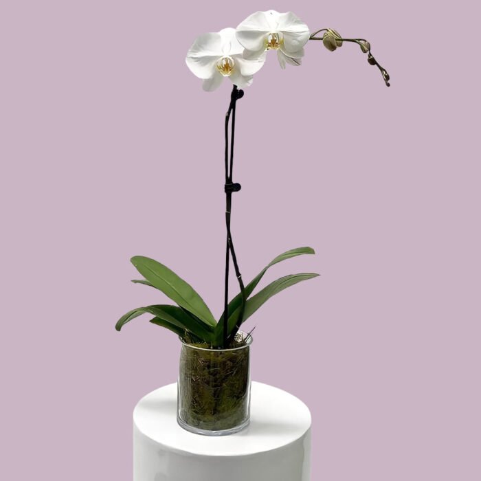 Potted Houseplants