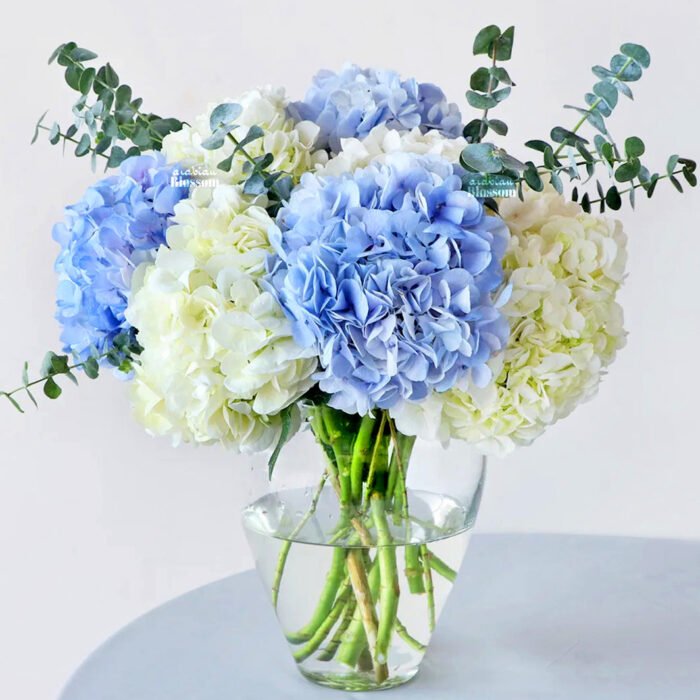 White & Blue Hydrangea in a Vase